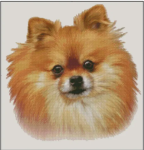 (image for) Pomeranian (No Background)